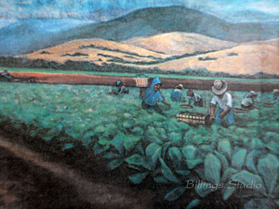 Broccoli Harvest, 1986