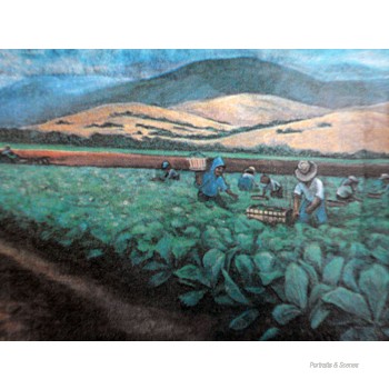 Broccoli Harvest, 1986